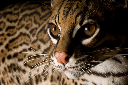 
A 3-year-old ocelot (Leopardis pardalis) named Diego, part of the Children’s Zoo area of the San Diego Zoo.www.joelsartore.com 
